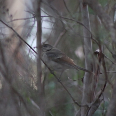 Pachycephala pectoralis (Golden Whistler) at Mongarlowe, NSW - 31 May 2020 by LisaH