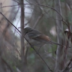 Pachycephala pectoralis at Mongarlowe, NSW - 31 May 2020