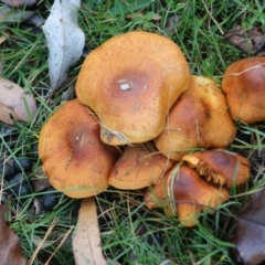 zz agaric (stem; gills not white/cream) at Mongarlowe, NSW - 31 May 2020 by LisaH