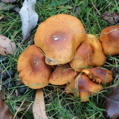 zz agaric (stem; gills not white/cream) at Mongarlowe, NSW - 31 May 2020 by LisaH