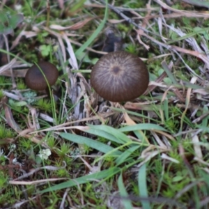 zz agaric (stem; gills not white/cream) at Mongarlowe, NSW - 31 May 2020