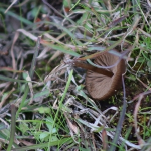 zz agaric (stem; gills not white/cream) at Mongarlowe, NSW - 31 May 2020