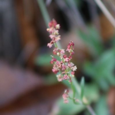 Rumex acetosella (Sheep Sorrel) at Mongarlowe River - 31 May 2020 by LisaH