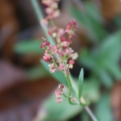 Rumex acetosella at Mongarlowe, NSW - 31 May 2020