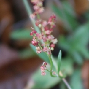 Rumex acetosella at Mongarlowe, NSW - 31 May 2020 04:06 PM