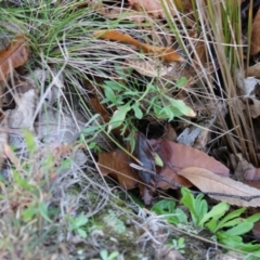 Rumex acetosella at Mongarlowe, NSW - 31 May 2020