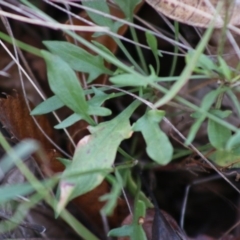 Rumex acetosella at Mongarlowe, NSW - 31 May 2020 04:06 PM