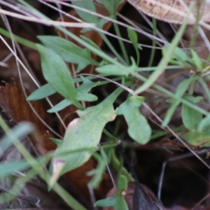 Rumex acetosella at Mongarlowe, NSW - 31 May 2020 04:06 PM