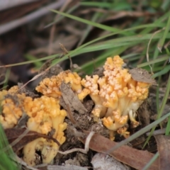 Ramaria sp. (A Coral fungus) at Mongarlowe, NSW - 31 May 2020 by LisaH