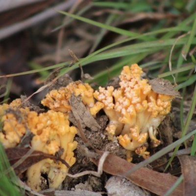 Ramaria sp. (A Coral fungus) at QPRC LGA - 31 May 2020 by LisaH