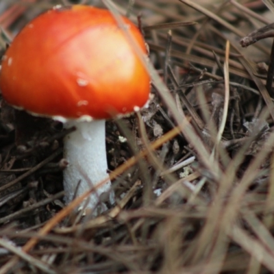 Amanita muscaria (Fly Agaric) at Mongarlowe River - 31 May 2020 by LisaH