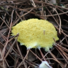 Fuligo septica (Scrambled egg slime) at Mongarlowe, NSW - 31 May 2020 by LisaH