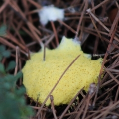 Fuligo septica at Mongarlowe, NSW - 31 May 2020