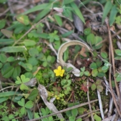 Oxalis (genus) (Wood Sorrel) at Mongarlowe, NSW - 31 May 2020 by LisaH