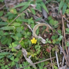 Oxalis sp. (Wood Sorrel) at Mongarlowe, NSW - 31 May 2020 by LisaH