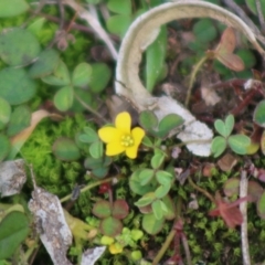 Oxalis sp. at Mongarlowe, NSW - 31 May 2020