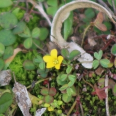 Oxalis (genus) at Mongarlowe, NSW - 31 May 2020 03:29 PM