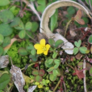 Oxalis sp. at Mongarlowe, NSW - 31 May 2020