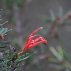 Grevillea juniperina subsp. villosa at Mongarlowe River - 31 May 2020 by LisaH