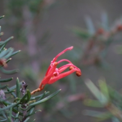 Grevillea juniperina subsp. villosa at Mongarlowe River - 31 May 2020 by LisaH