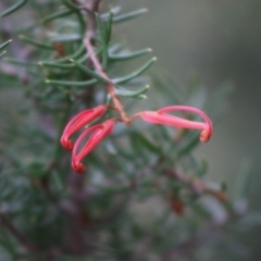 Grevillea juniperina subsp. villosa at Mongarlowe, NSW - 31 May 2020 02:05 PM