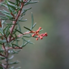 Grevillea juniperina subsp. villosa at Mongarlowe, NSW - 31 May 2020 02:05 PM