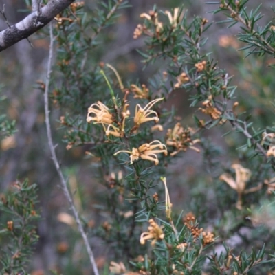 Grevillea juniperina subsp. villosa at Mongarlowe River - 31 May 2020 by LisaH