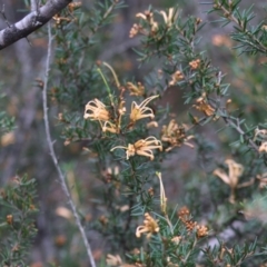 Grevillea juniperina subsp. villosa at Mongarlowe, NSW - 31 May 2020 by LisaH
