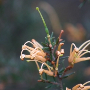 Grevillea juniperina subsp. villosa at Mongarlowe, NSW - 31 May 2020