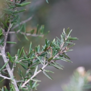 Grevillea juniperina subsp. villosa at Mongarlowe, NSW - 31 May 2020