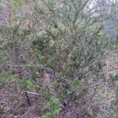 Grevillea juniperina subsp. villosa at Mongarlowe, NSW - 31 May 2020