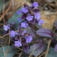 Ajuga australis (Austral Bugle) at Mongarlowe, NSW - 31 May 2020 by LisaH