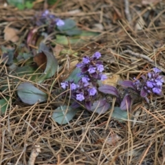 Ajuga australis at Mongarlowe, NSW - 31 May 2020 03:33 PM