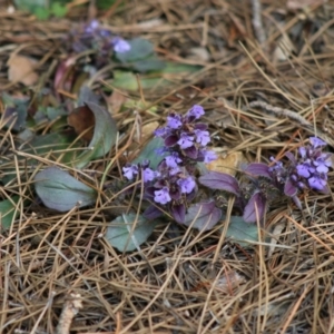 Ajuga australis at Mongarlowe, NSW - 31 May 2020 03:33 PM