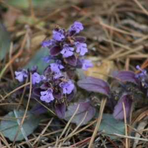 Ajuga australis at Mongarlowe, NSW - 31 May 2020 03:33 PM