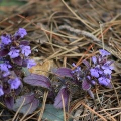 Ajuga australis at Mongarlowe, NSW - 31 May 2020 03:33 PM