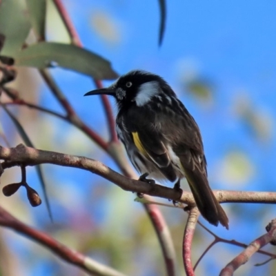 Phylidonyris novaehollandiae (New Holland Honeyeater) at Jerrabomberra Wetlands - 29 May 2020 by RodDeb