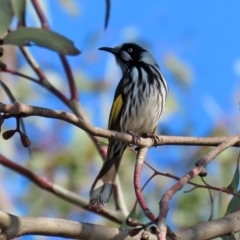 Phylidonyris novaehollandiae at Fyshwick, ACT - 29 May 2020 12:53 PM