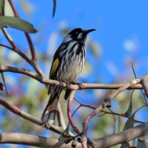 Phylidonyris novaehollandiae at Fyshwick, ACT - 29 May 2020