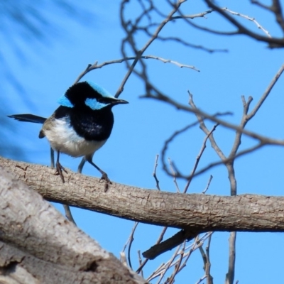 Malurus cyaneus (Superb Fairywren) at Fyshwick, ACT - 29 May 2020 by RodDeb