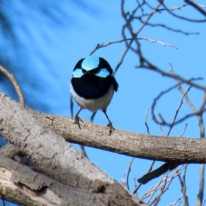 Malurus cyaneus at Fyshwick, ACT - 29 May 2020