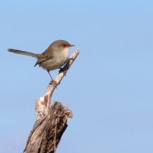 Malurus cyaneus at Fyshwick, ACT - 29 May 2020