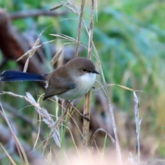 Malurus cyaneus at Fyshwick, ACT - 29 May 2020