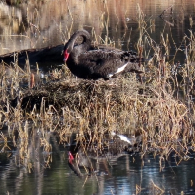 Cygnus atratus (Black Swan) at Fyshwick, ACT - 29 May 2020 by RodDeb