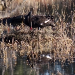 Cygnus atratus at Fyshwick, ACT - 29 May 2020