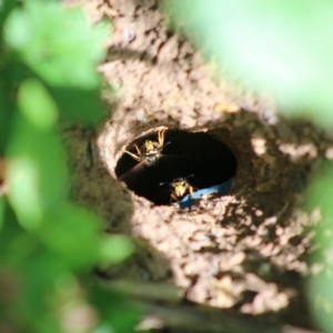 Vespula germanica at Mongarlowe, NSW - 31 May 2020 12:48 PM