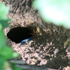 Vespula germanica at Mongarlowe, NSW - 31 May 2020 12:48 PM