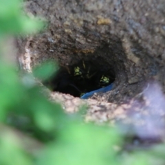 Vespula germanica at Mongarlowe, NSW - 31 May 2020 12:48 PM