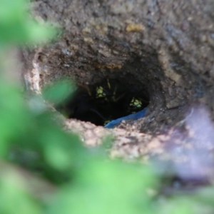 Vespula germanica at Mongarlowe, NSW - 31 May 2020 12:48 PM