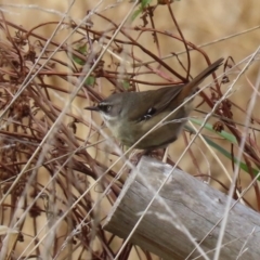 Sericornis frontalis (White-browed Scrubwren) at Fyshwick, ACT - 29 May 2020 by RodDeb